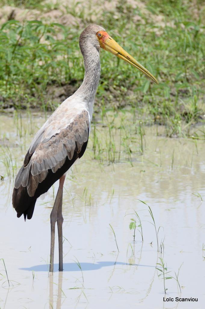Tantale ibis/Yellow-billed Stork (1)