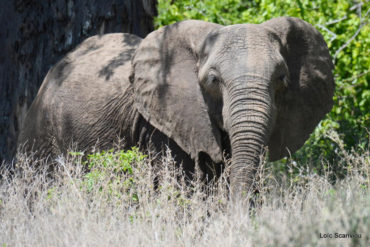 Elephant (42)