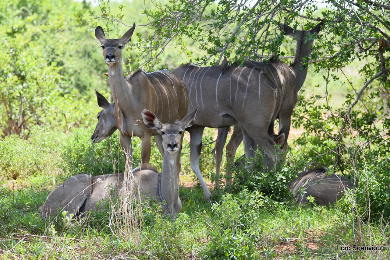 Grand koudou/Greater Kudu (5)