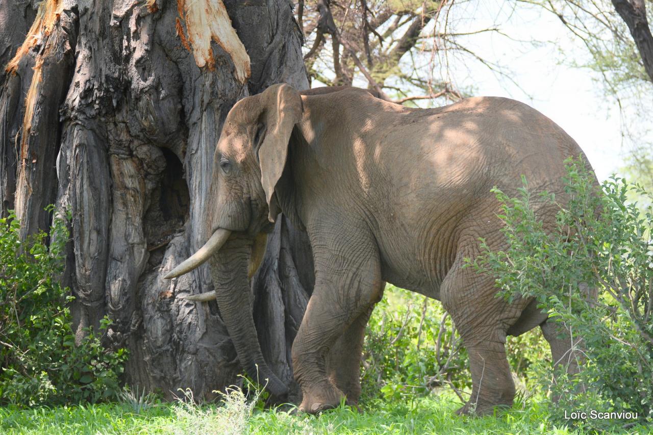 Elephant (43)