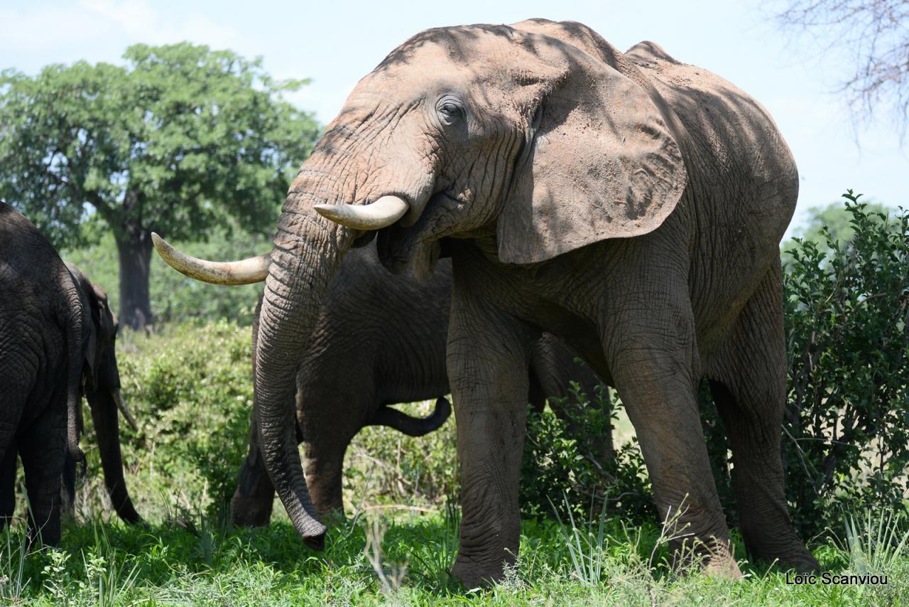Elephant (45)