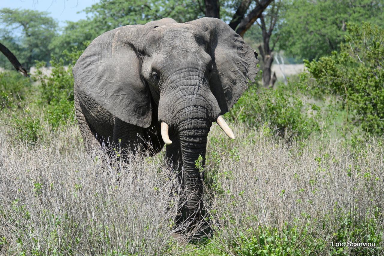 Elephant (46)