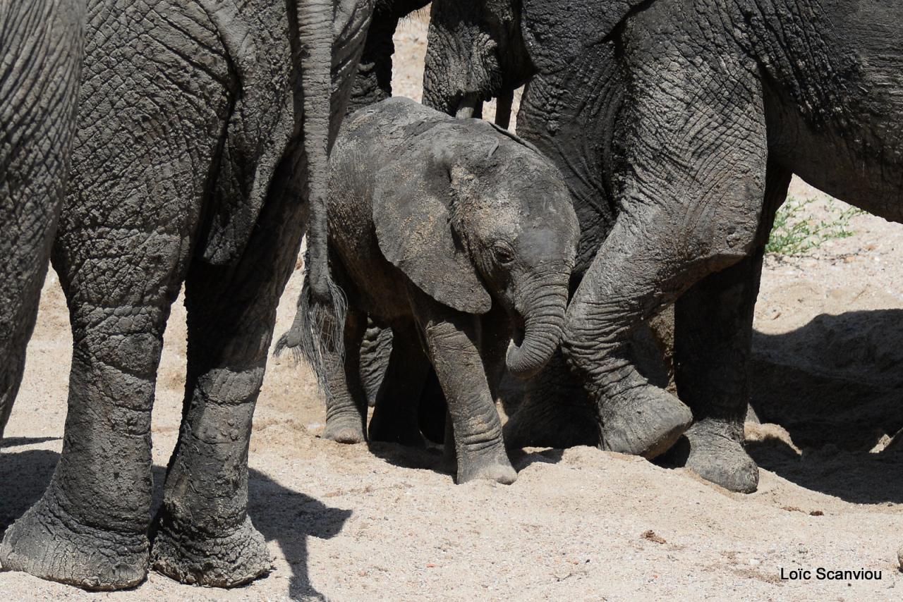 Elephant (50)