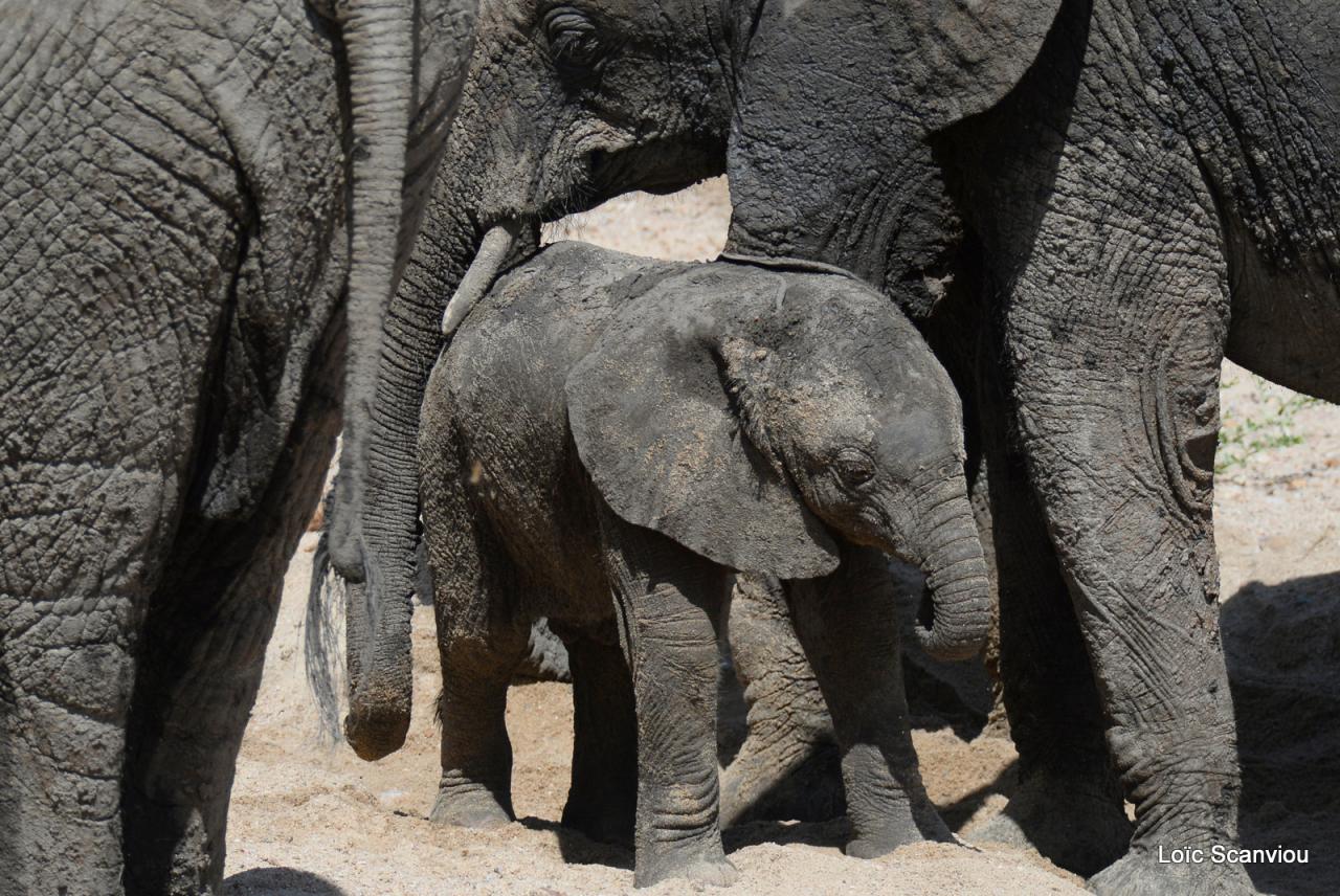Elephant (51)