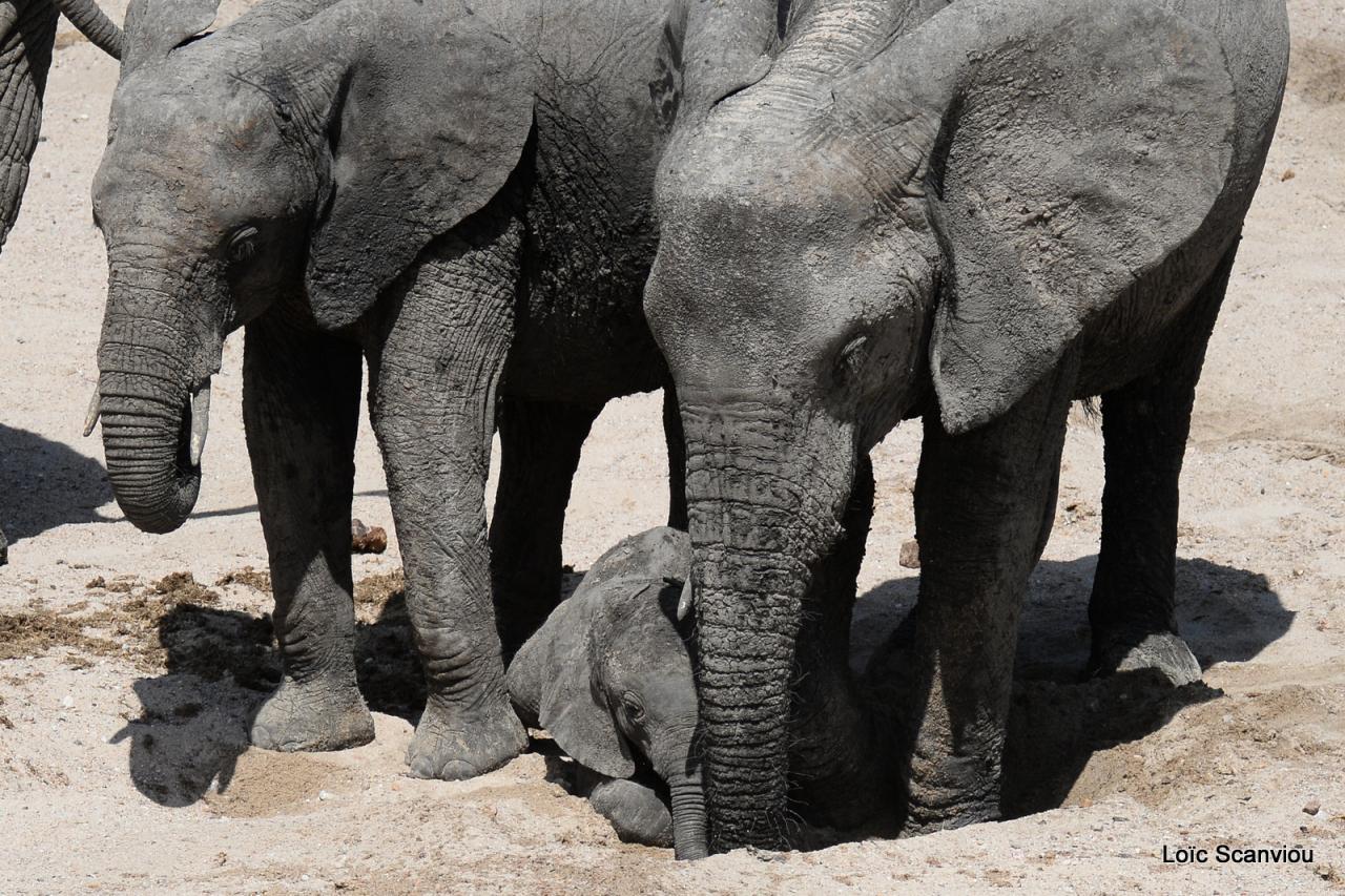 Elephant (54)