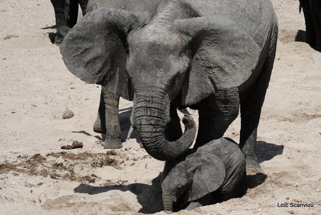 Elephant (55)