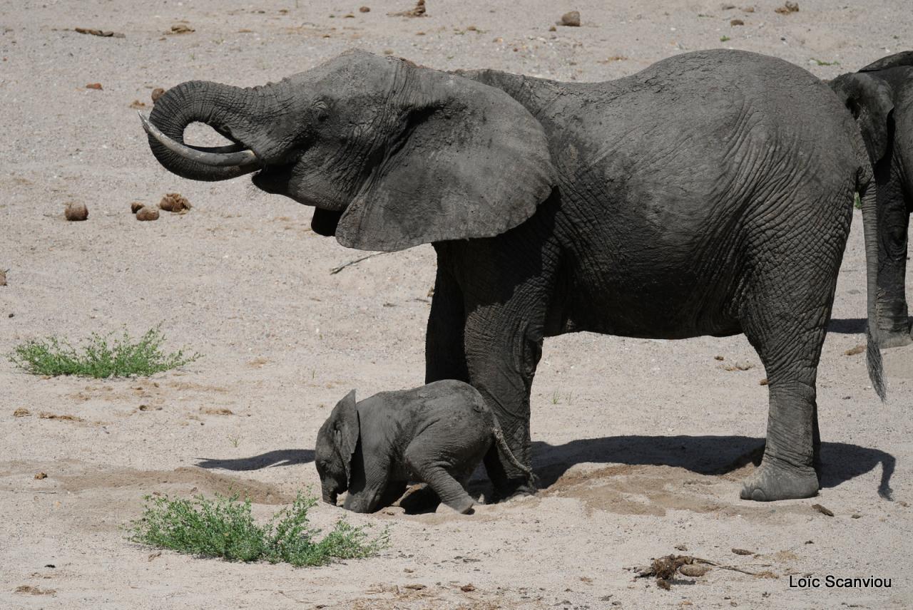 Elephant (56)