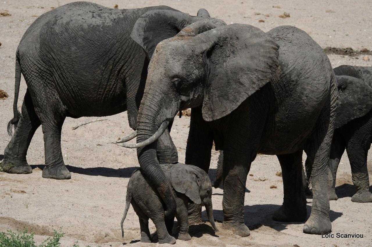 Elephant (58)