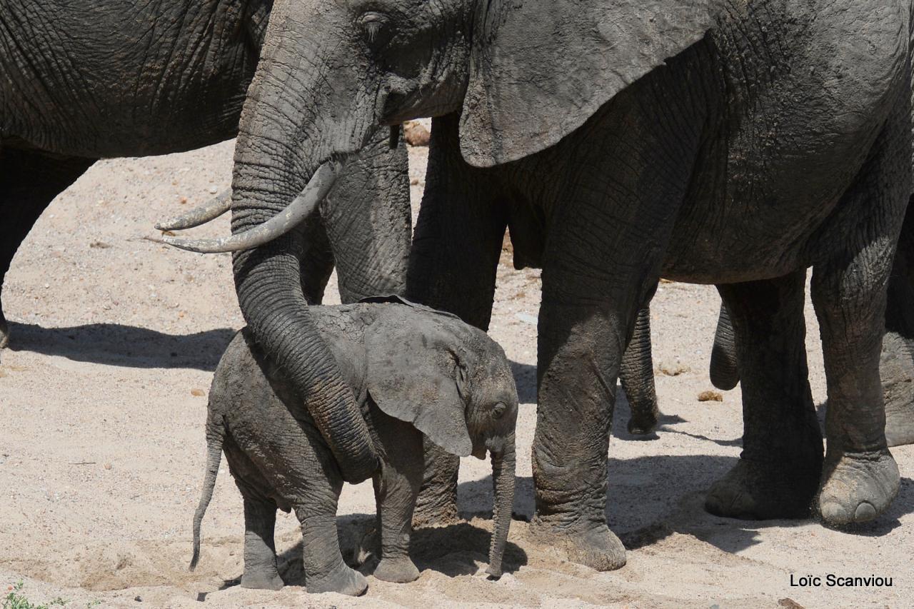 Elephant (59)