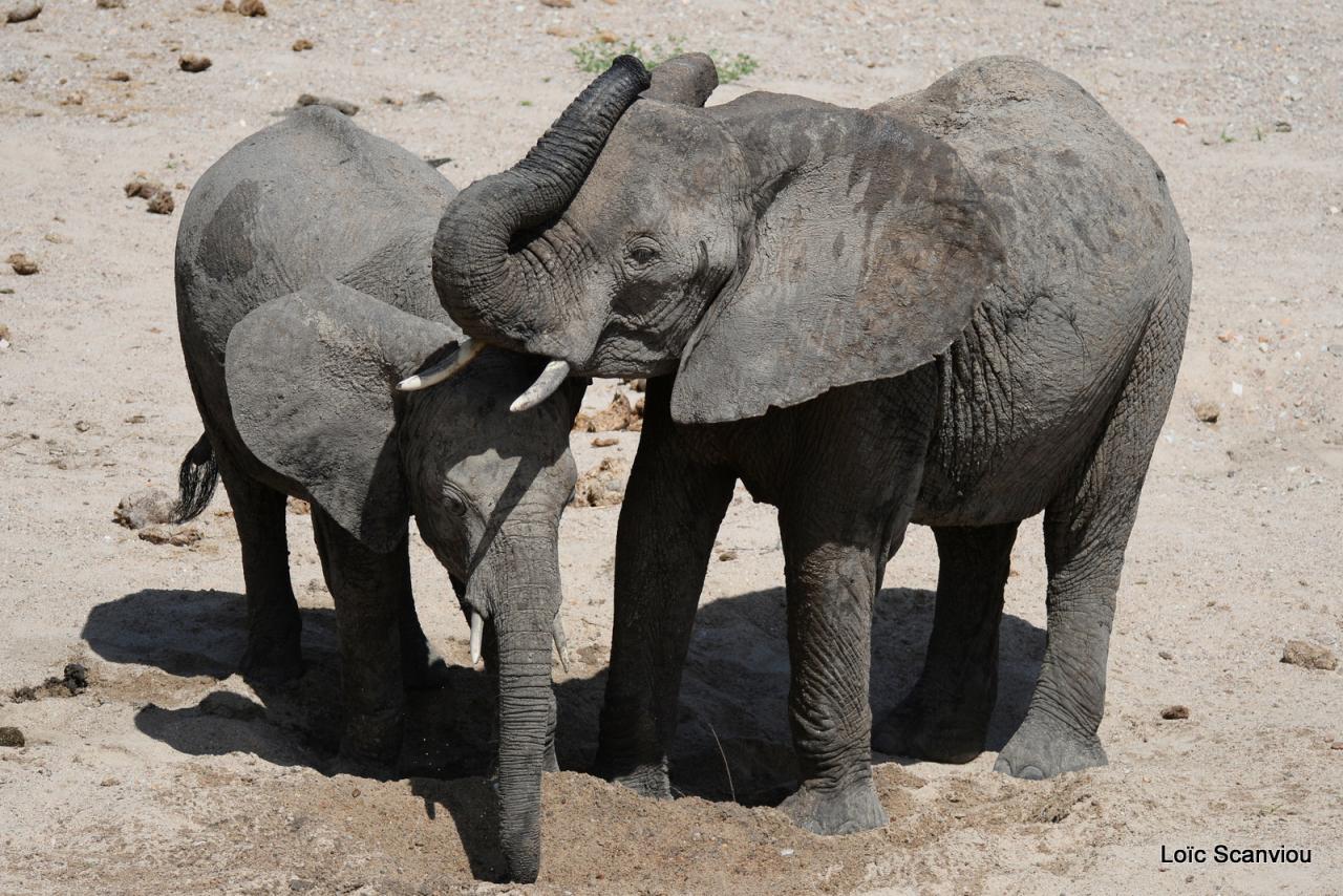 Elephant (61)