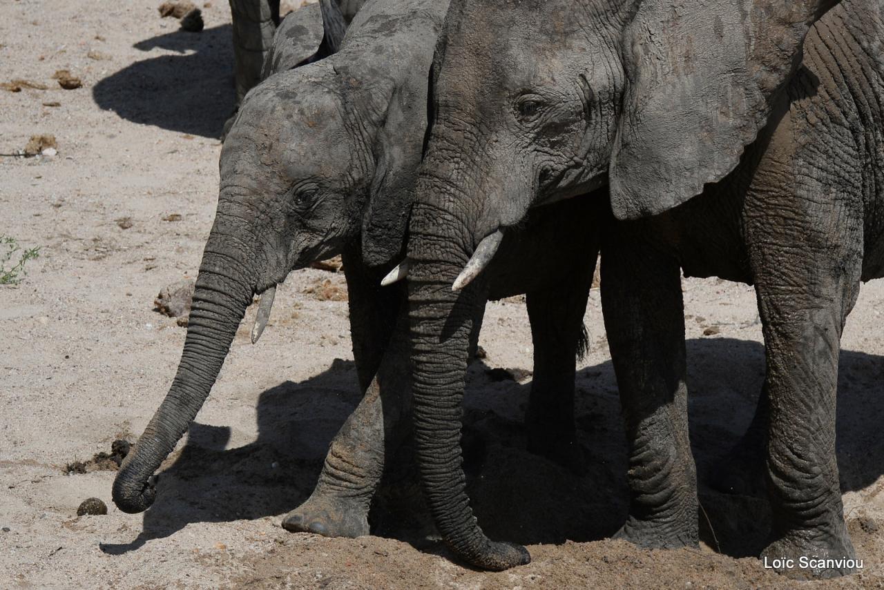 Elephant (62)