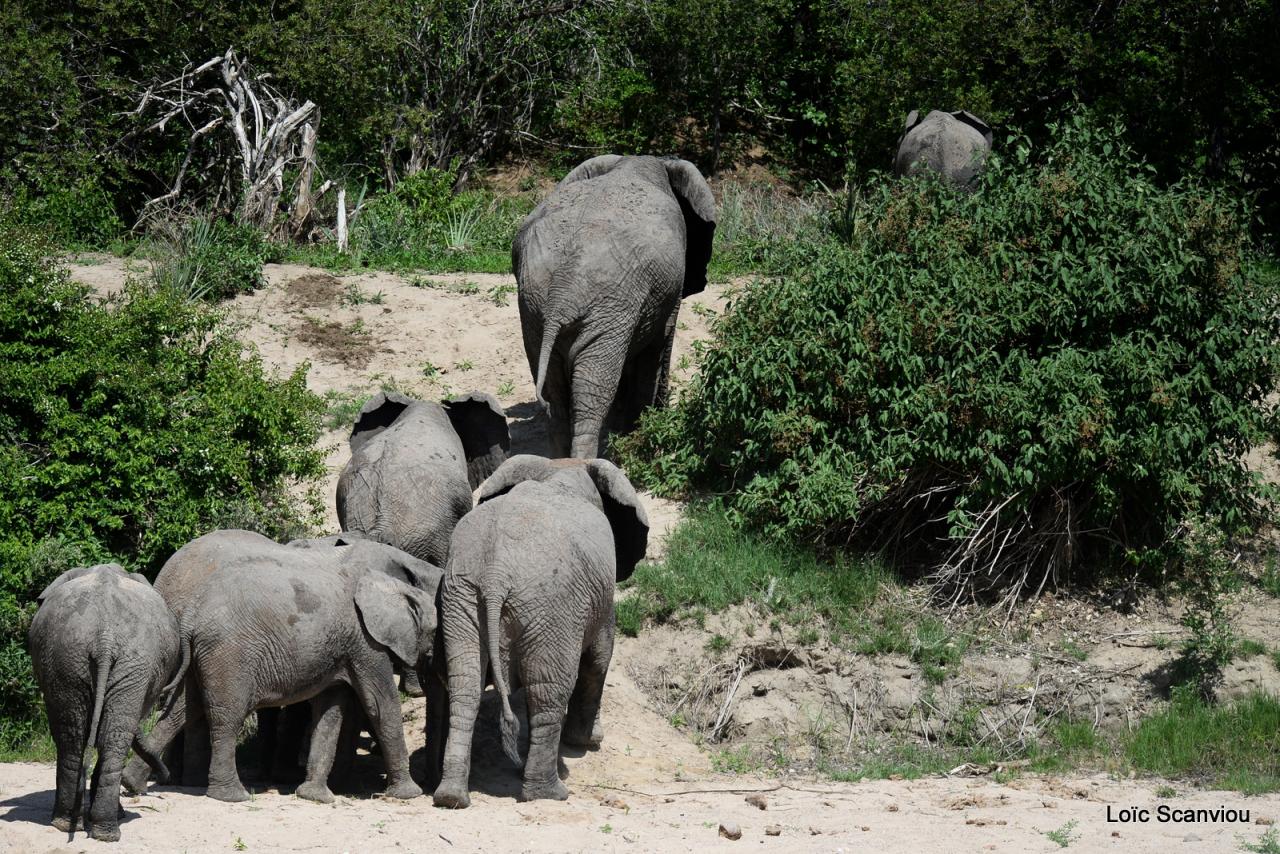Elephant (63)