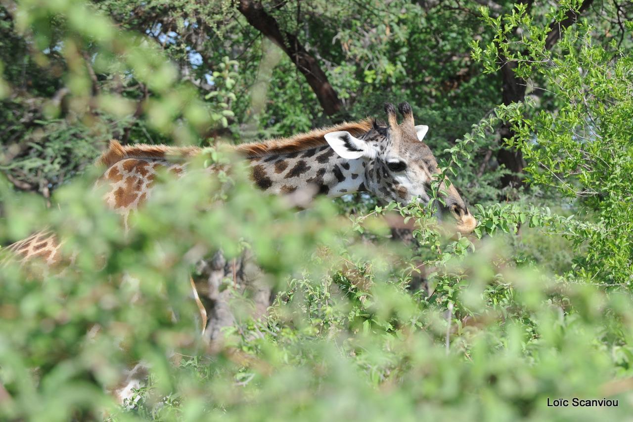 Girafe/Giraffe (8)