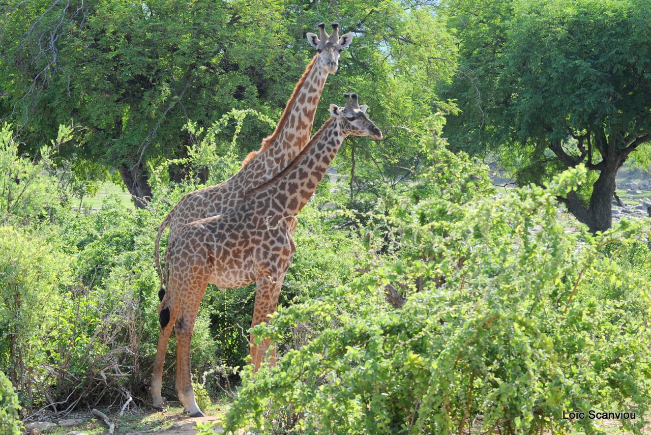 Girafe/Giraffe (9)