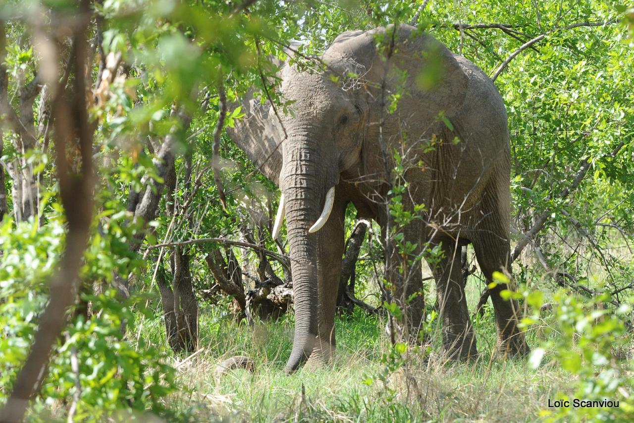Elephant (64)