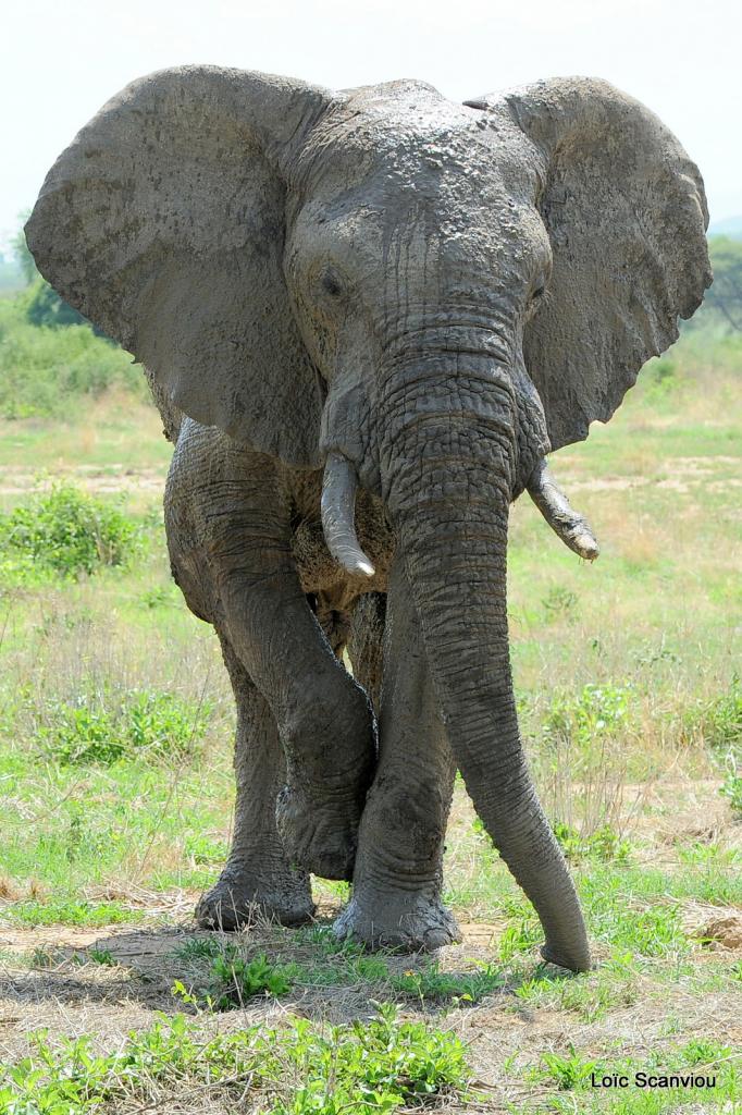 Elephant (65)