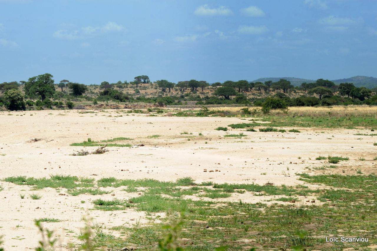 Ruaha (16)