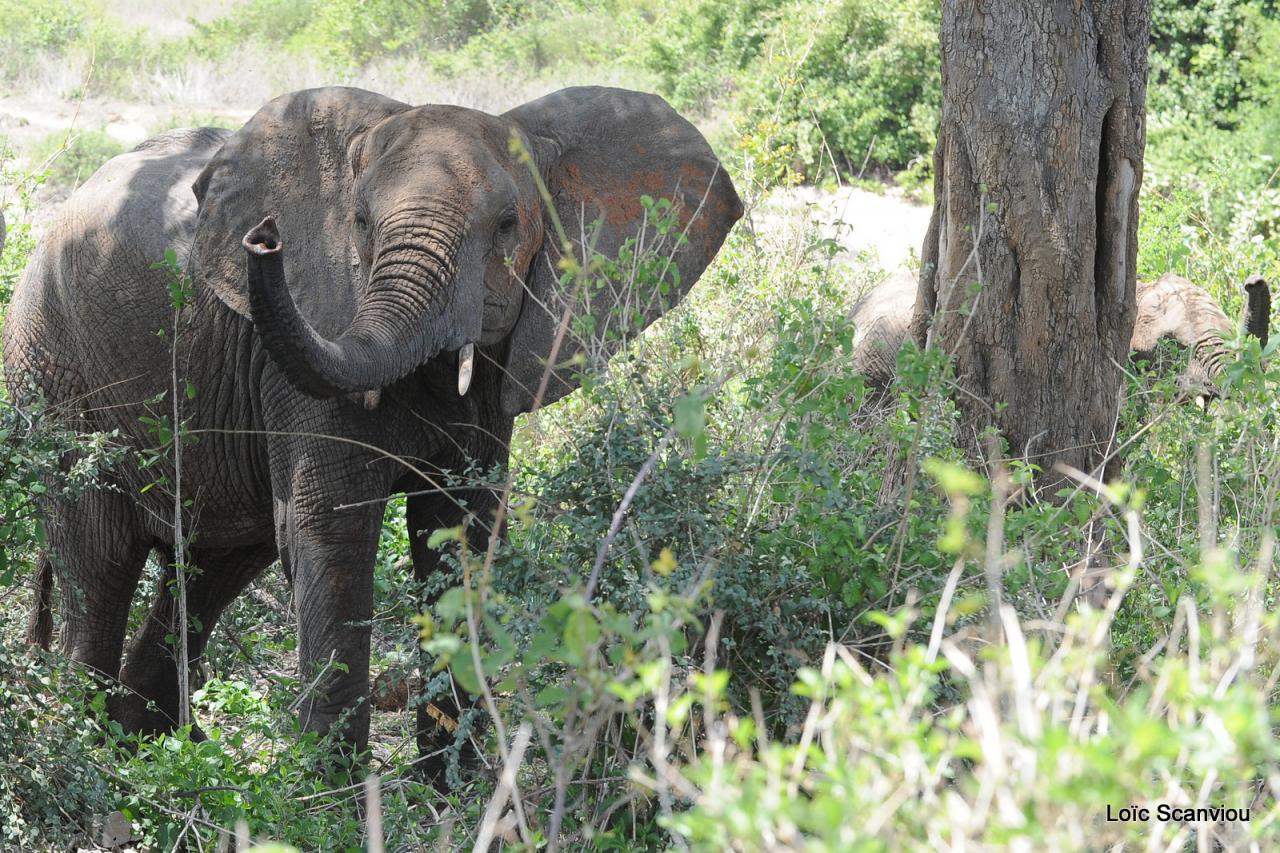 Elephant (66)