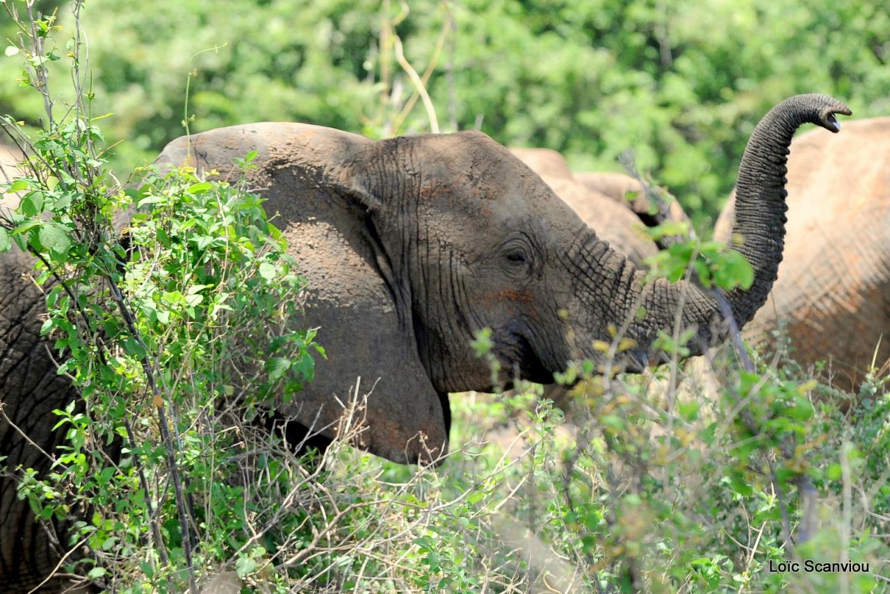 Elephant (67)