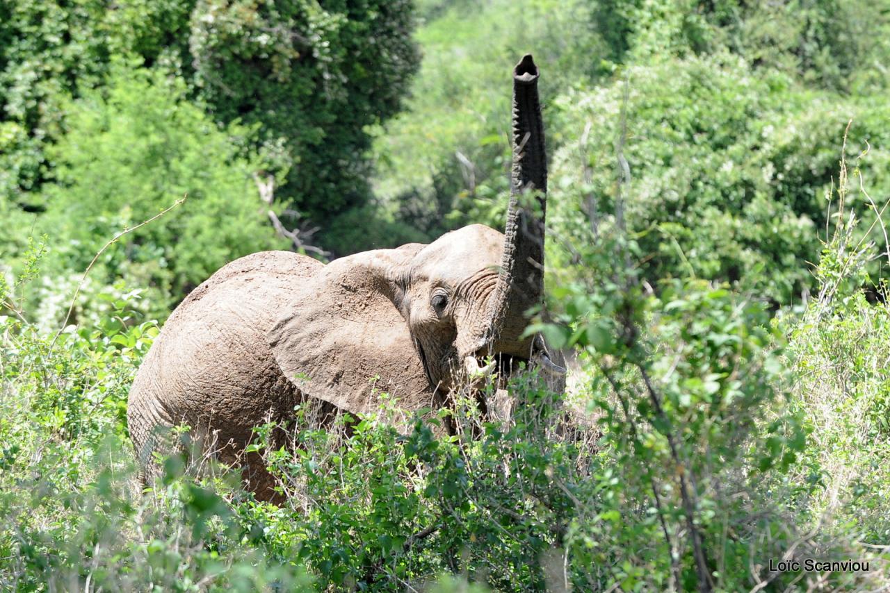 Elephant (68)