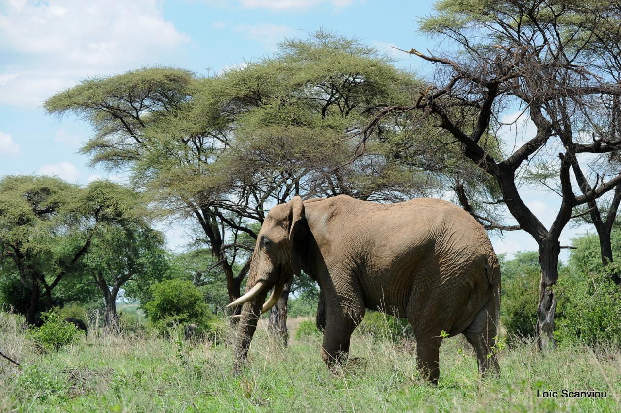 Elephant (70)