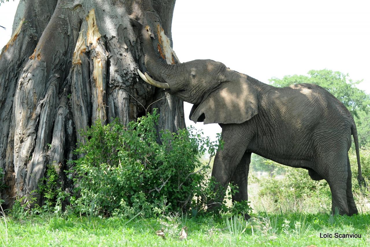 Elephant (71)