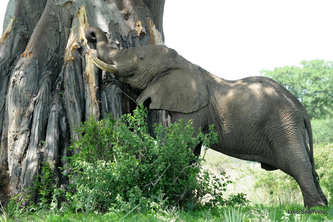 Eléphant (72)