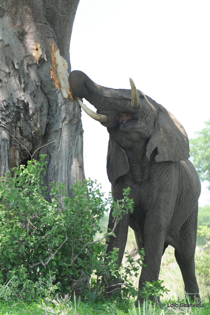 Eléphant (73)