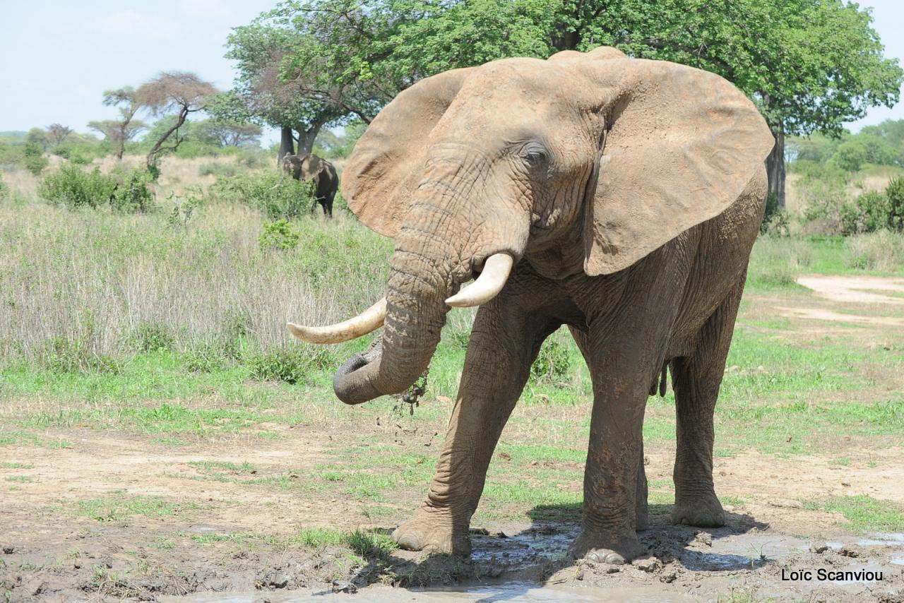 Eléphant (76)
