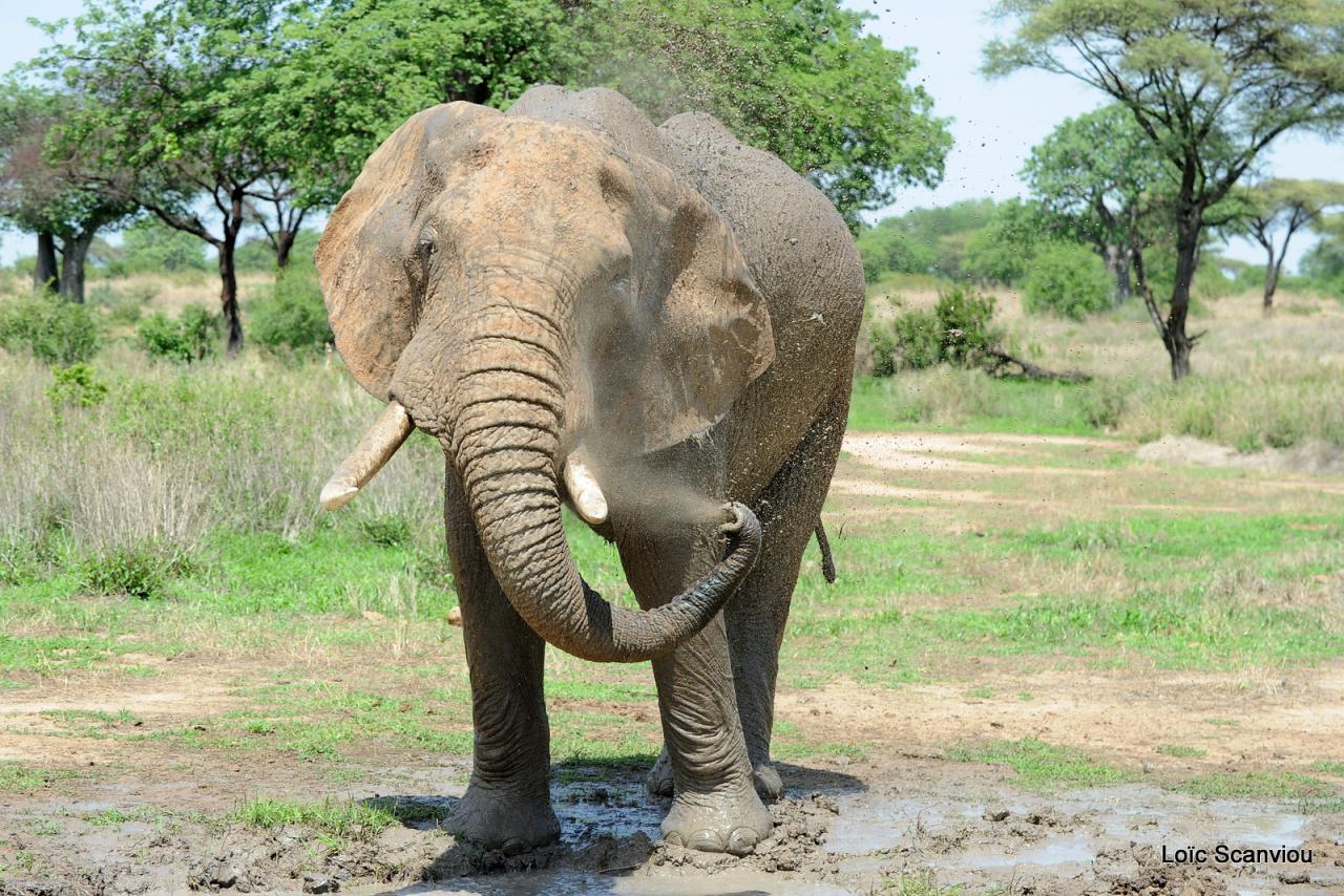 Eléphant (77)