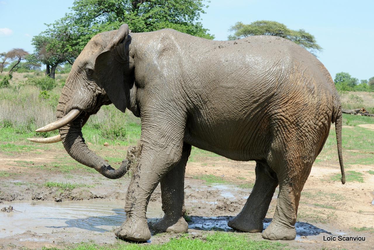 Eléphant (78)