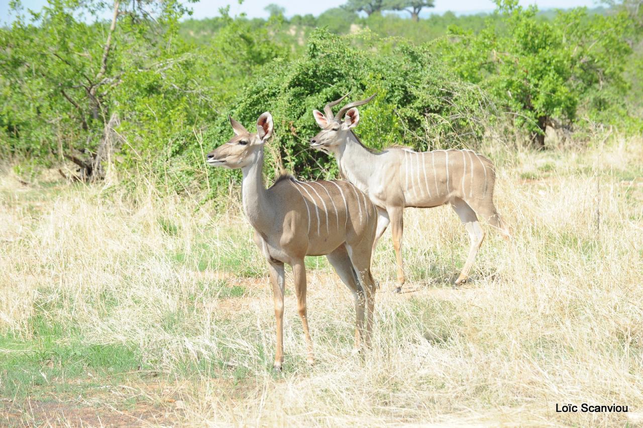 Grand koudou/Greater Kudu (6)
