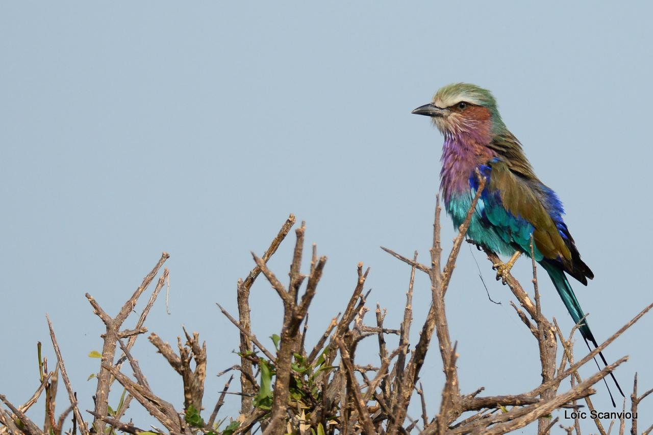 Rollier à longs brins/Lilac-breasted Roller (3)