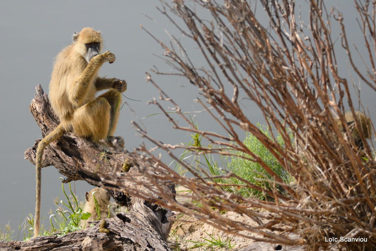 Babouin/Baboon (5)