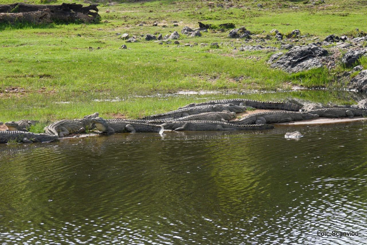 Crocodile (2)
