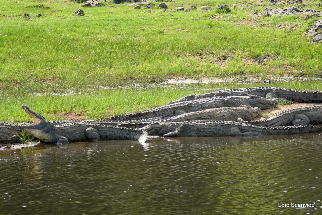 Crocodile (3)