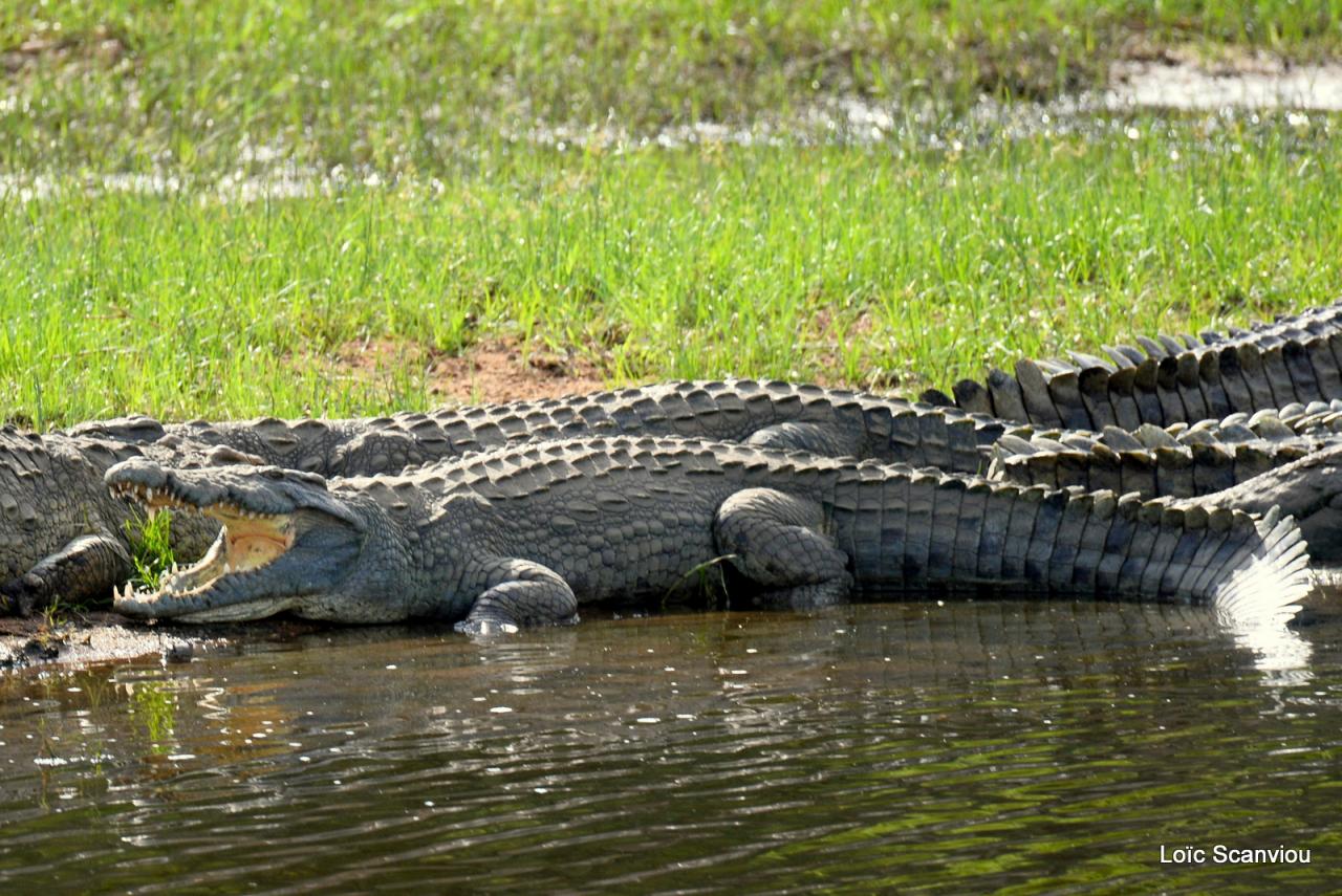 Crocodile (4)