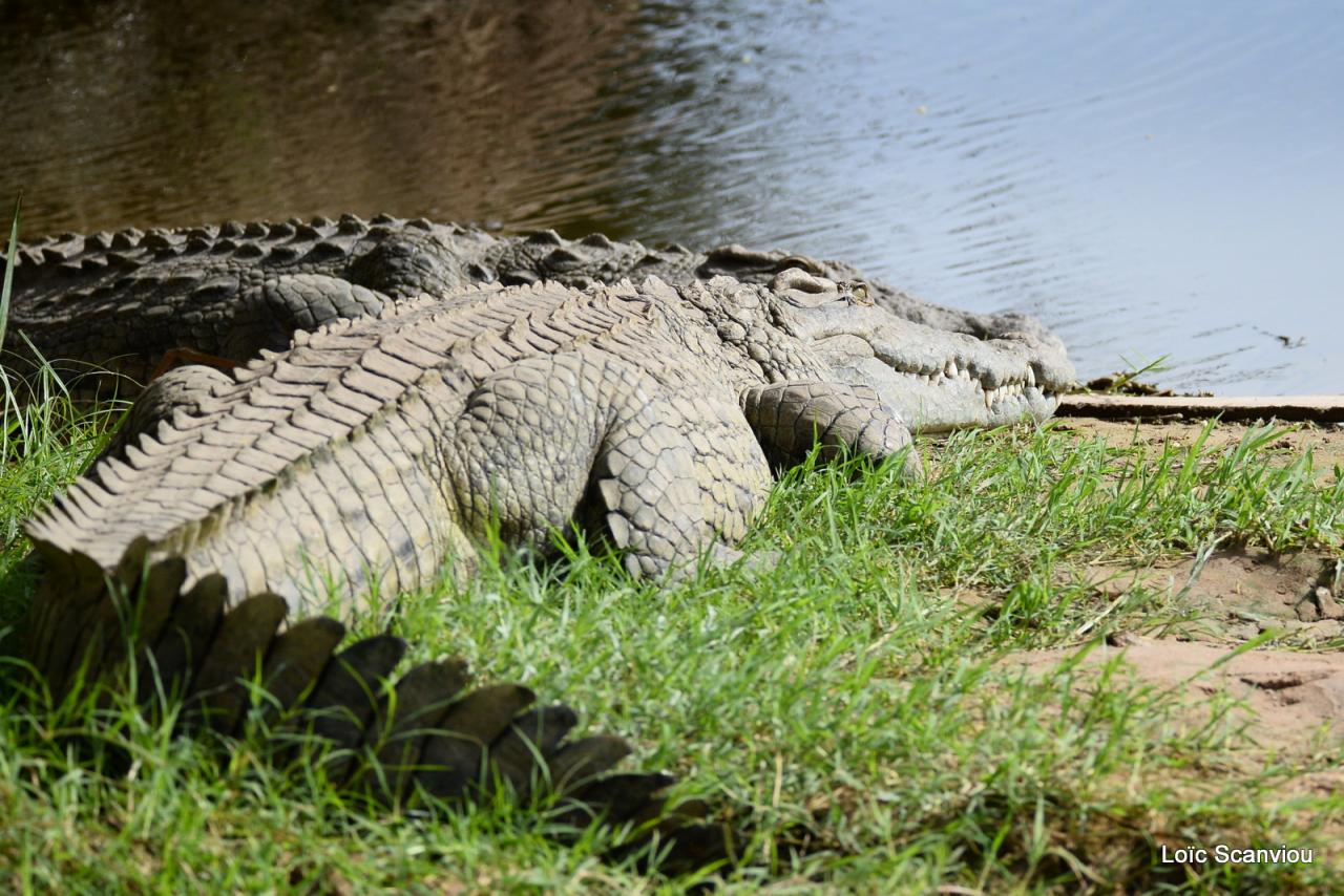 Crocodile (5)