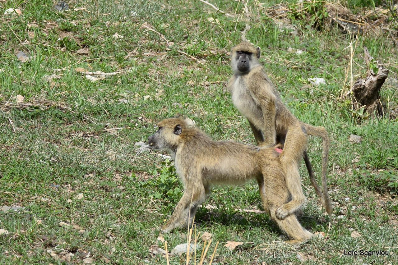 Babouin/Baboon (6)