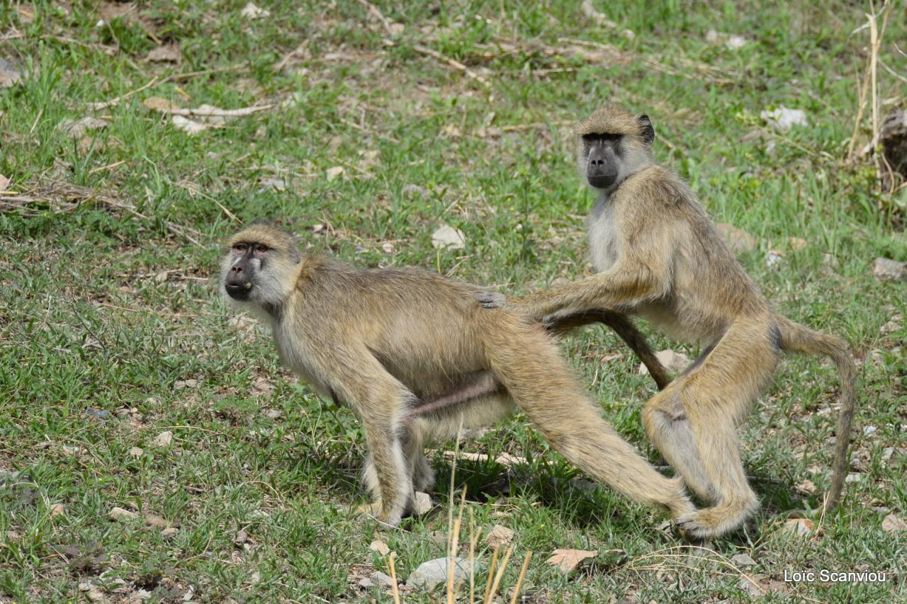 Babouin/Baboon (7)