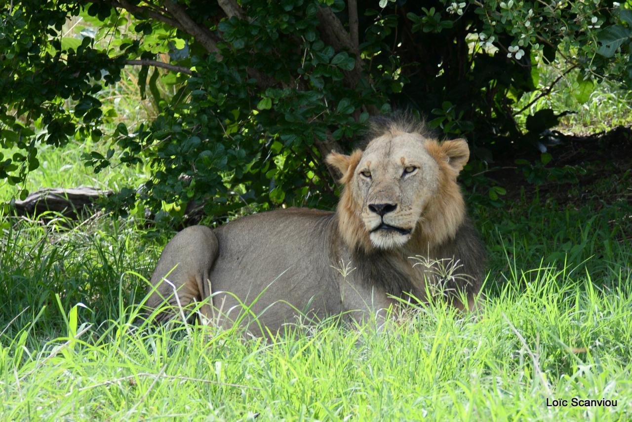 Lion (50)
