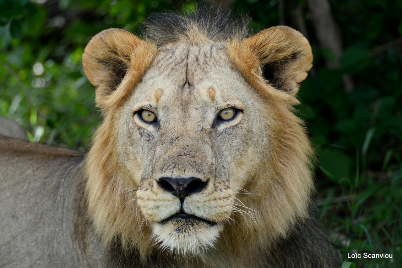 Lion (53)