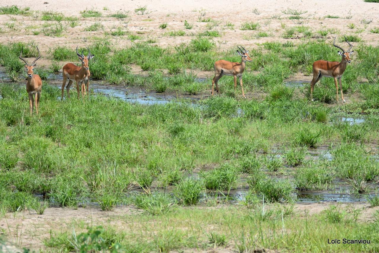 Impala (1)