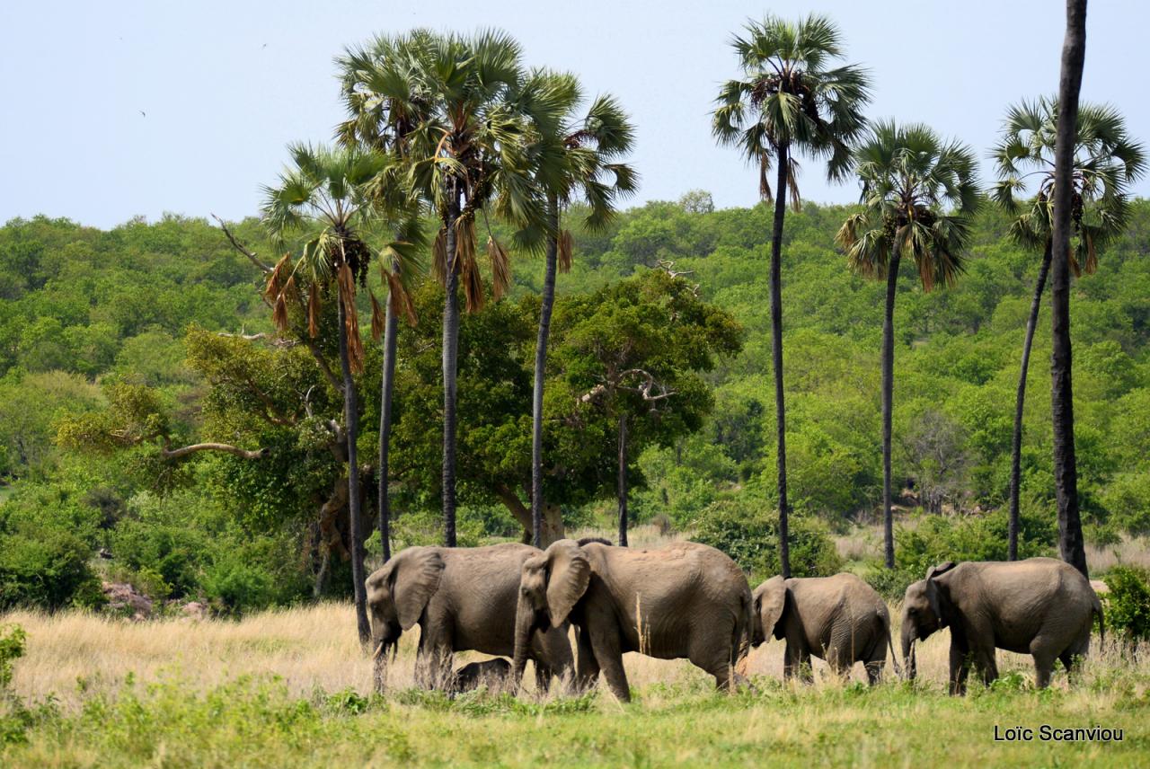 Eléphant (81)