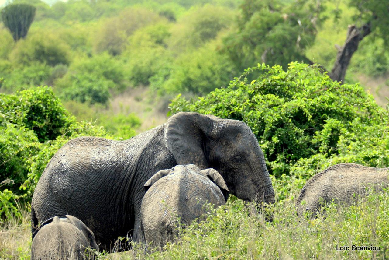 Eléphant (82)