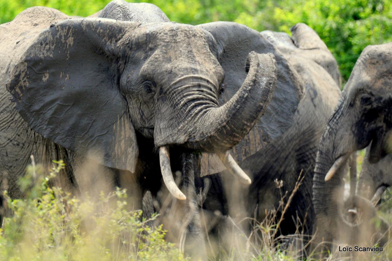Eléphant (85)