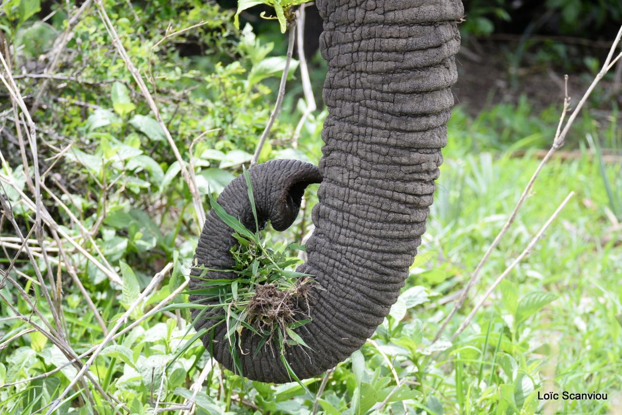 Eléphant (86)