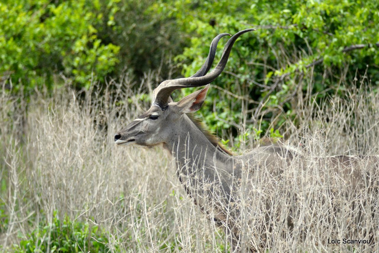 Grand koudou/Greater Kudu (7)