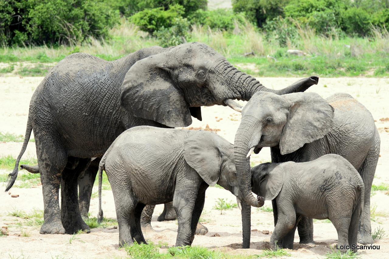 Eléphant (87)
