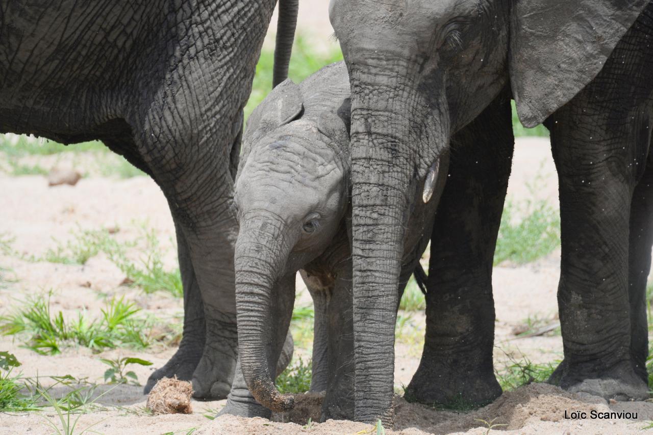 Eléphant (89)
